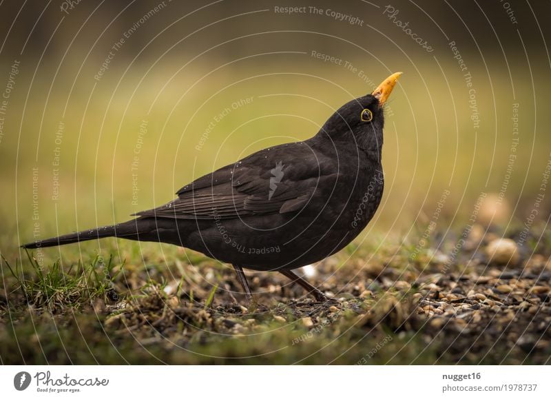 Amsel Umwelt Natur Tier Frühling Sommer Herbst Gras Garten Park Wiese Feld Wildtier Vogel Tiergesicht Flügel 1 Brunft beobachten Fressen stehen ästhetisch frech