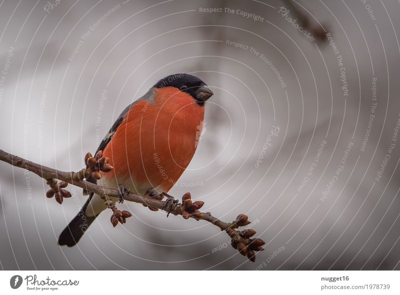 Gimpel / Dompfaff Umwelt Natur Tier Himmel Frühling Sommer Herbst Baum Garten Park Wald Wildtier Vogel Tiergesicht Flügel 1 beobachten sitzen ästhetisch