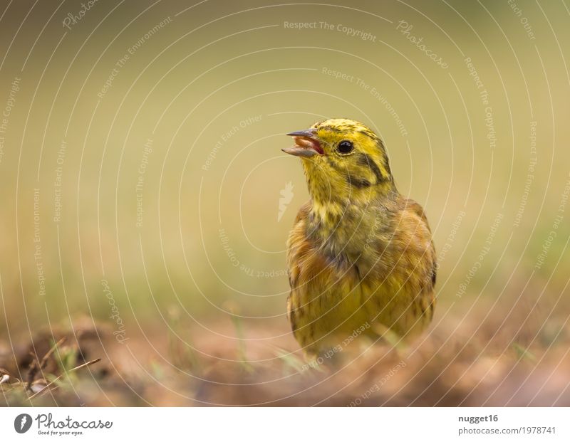 Goldammer Umwelt Natur Tier Frühling Sommer Herbst Gras Garten Park Wiese Feld Wildtier Vogel Tiergesicht Flügel 1 beobachten Fressen sitzen stehen ästhetisch