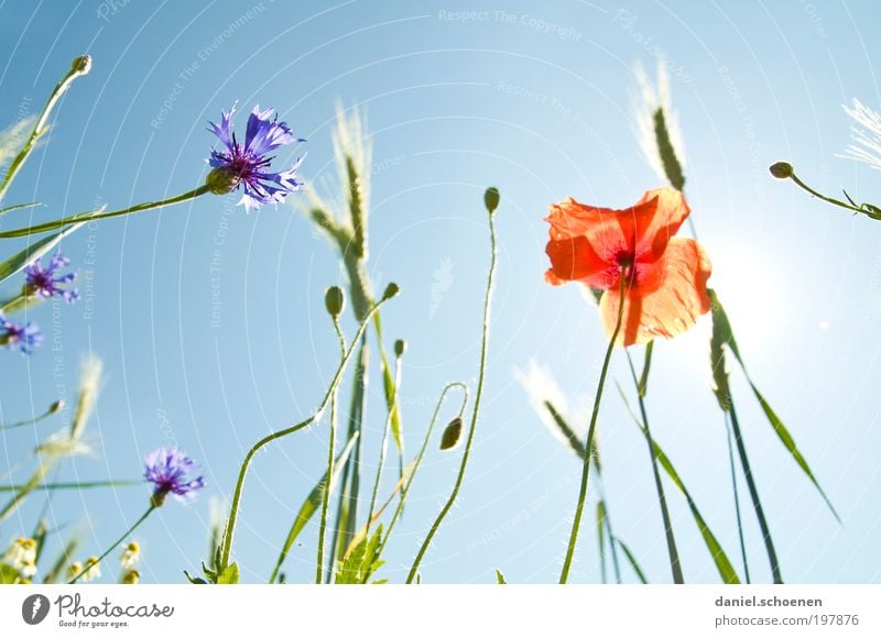 Sonnenenergie Teil 7 Umwelt Natur Pflanze Himmel Wolkenloser Himmel Sonnenlicht Frühling Sommer Klima Klimawandel Wetter Schönes Wetter Blume Gras Blüte