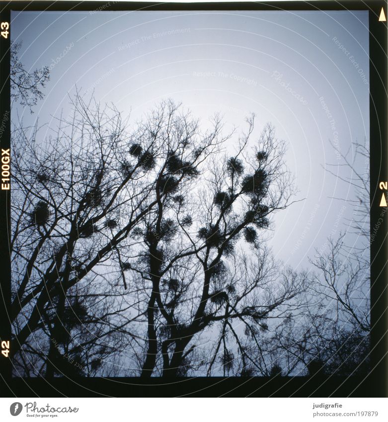 Mistel Umwelt Natur Pflanze Himmel Winter Baum Wildpflanze Park Wald bedrohlich dunkel natürlich stachelig trocken wild Schmarotzer kahl Zweige u. Äste