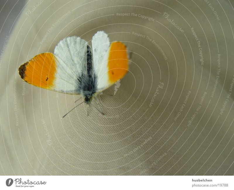 ein gast auf meiner hose Schmetterling Vertrauen Frieden sanft