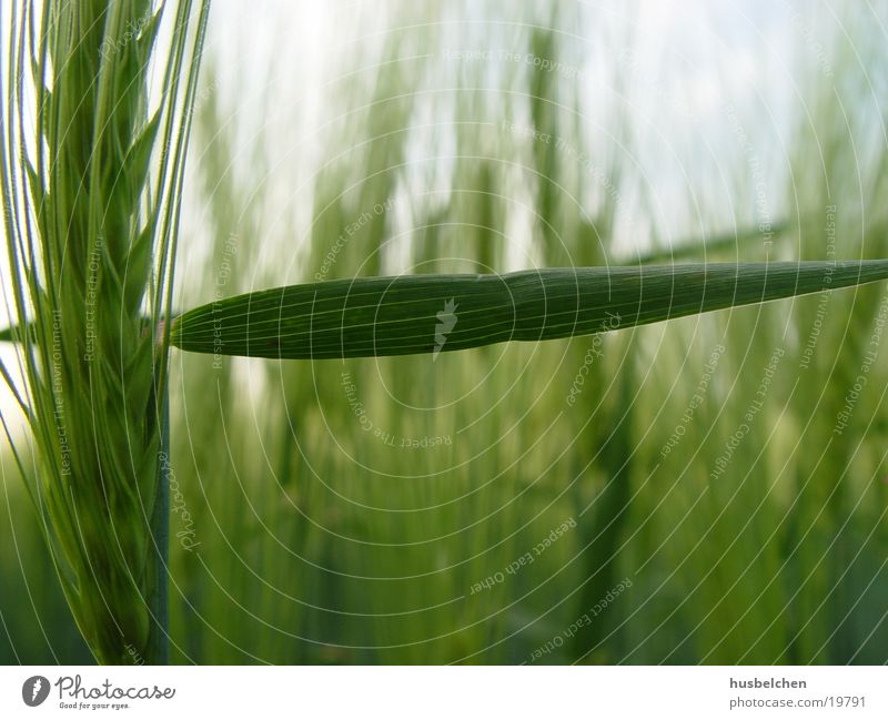 durchgang verboten Gerste Feld Landwirtschaft Ähren Korn