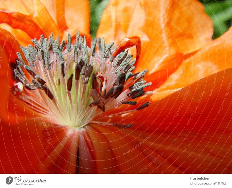 inside the puppy 2 Mohn Blume Blüte Blütenblatt rot Stempel orange