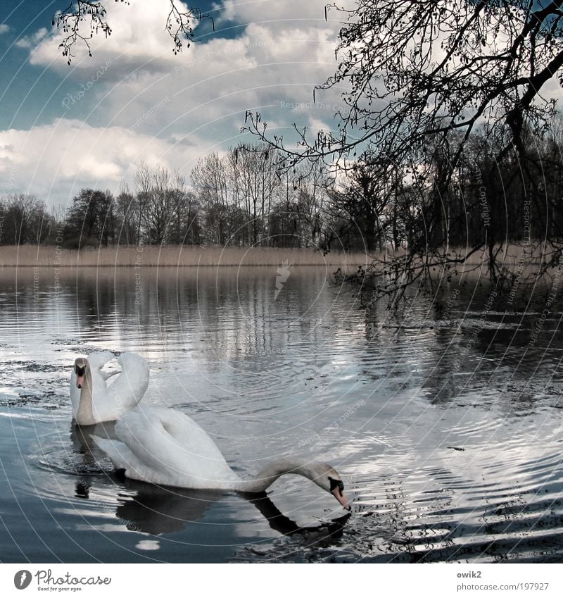 Freunde fürs Leben Umwelt Natur Landschaft Pflanze Tier Wasser Himmel Wolken Horizont Frühling Klima Wetter Schönes Wetter Baum Sträucher Schilfrohr Wald Wellen