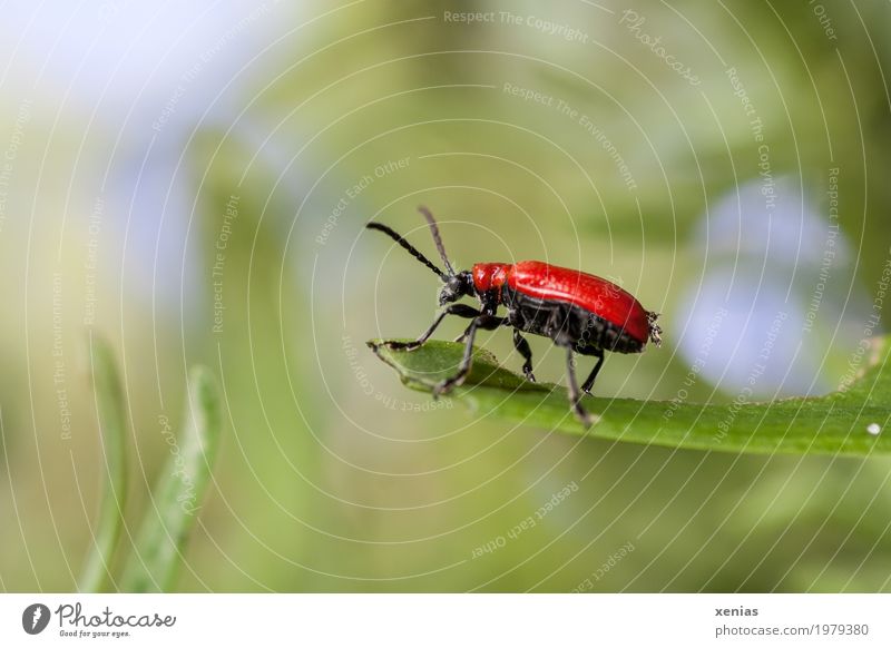 Am Aussichtspunkt hockt der rote Käfer Insekt Lilienhähnchen Sommer Blatt Garten Park Wiese Tier oben blau grün schwarz Antennen beetle Nahaufnahme