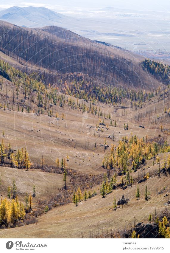 Is There Anybody Out There? Umwelt Natur Landschaft Pflanze Tier Urelemente Erde Herbst Schönes Wetter Baum Wald Hügel Felsen Gipfel Abenteuer Einsamkeit