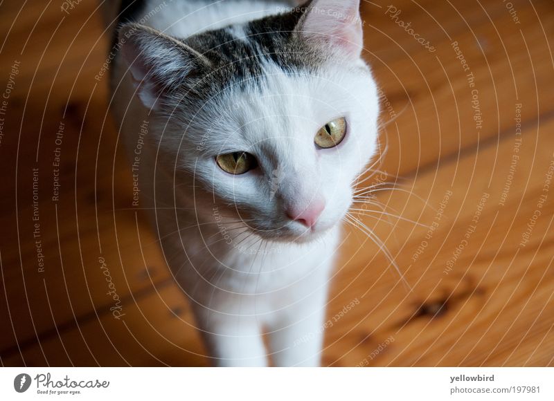 Paul. Tier Haustier Katze Tiergesicht Fell 1 Leben Tag Farbfoto Innenaufnahme Nahaufnahme Textfreiraum links Textfreiraum rechts Textfreiraum unten Licht