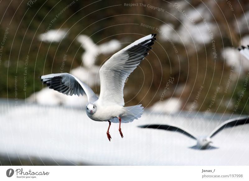 Augenkontakt Umwelt Natur Tier Luft Wetter Menschenleer Vogel Tiergesicht Flügel Möwe 2 Schwarm beobachten fliegen füttern Aggression ästhetisch authentisch