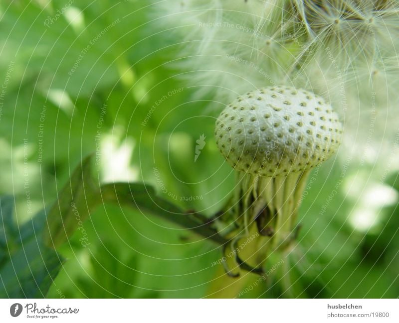 nackte pusteblume Löwenzahn Wiese Frühling