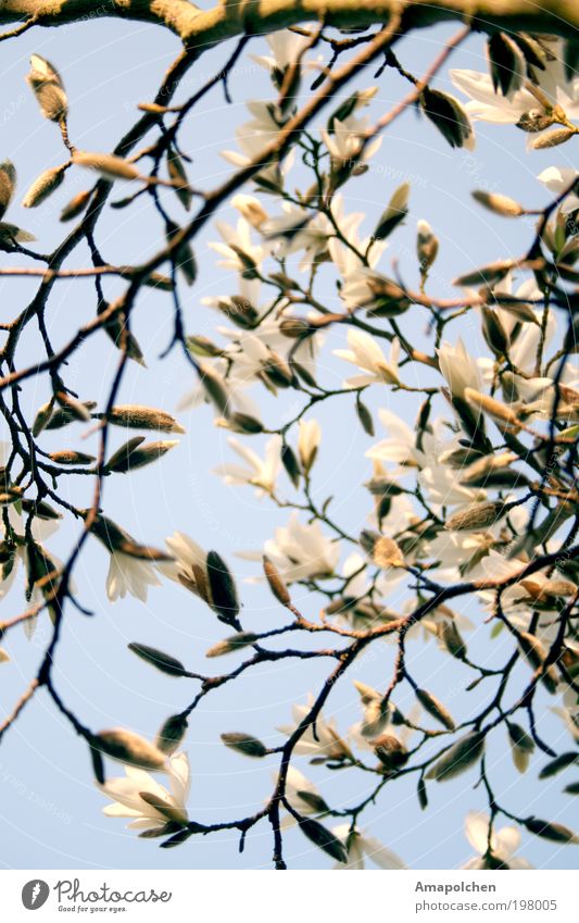 ::10-1:: Natur Pflanze Himmel Frühling Sommer Blume Blüte Garten Park ästhetisch Magnoliengewächse Magnolienblüte Jugendstil Dekoration & Verzierung