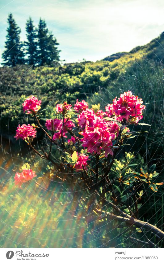 Almrausch - blurred edition Ferien & Urlaub & Reisen Tourismus Ausflug Berge u. Gebirge wandern Natur Landschaft Pflanze Sonnenlicht Frühling Wildpflanze