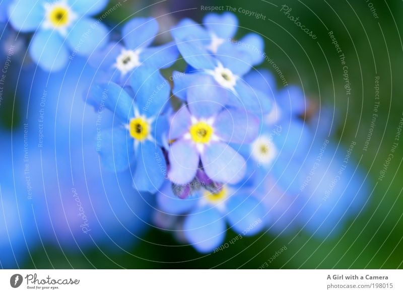 ........... nie vergessen Natur Pflanze Frühling Blume Blüte Wildpflanze Vergißmeinnicht Garten Park Wiese authentisch einfach Freundlichkeit Fröhlichkeit