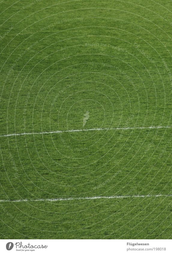 Eine Saison geht zu Ende ;-( Sport Ballsport Fußball Sportstätten Fußballplatz Rasen Linie Farbfoto Außenaufnahme Tag Feldlinie Sportrasen Menschenleer