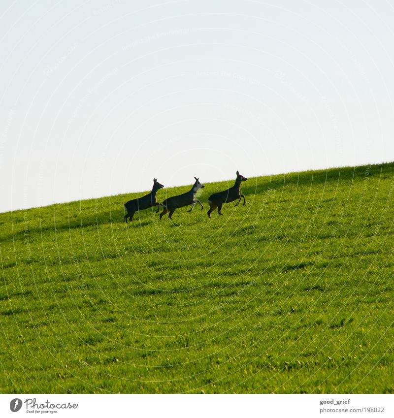 DreiBock Umwelt Landschaft Himmel Sommer Garten Wiese Tier Wildtier 3 Tierfamilie blau grün Gefühle Reh Rehkitz Wildfleisch Rothirsch Hirsche Farbfoto