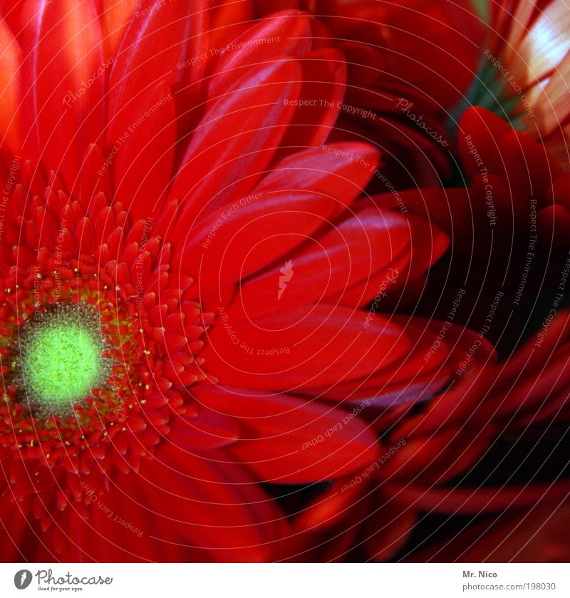 jerry´s Umwelt Natur Pflanze Frühling Sommer Blume Garten Duft frisch rot Frühlingsgefühle Gerbera Blüte Blühend Blütenblatt Pollen Valentinstag Muttertag