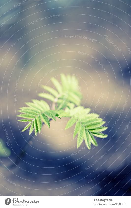 Junge Triebe Gartenarbeit Gärtner Natur Pflanze Frühling Schönes Wetter Baum Blatt Wachstum ästhetisch natürlich wild grün Lebensfreude Frühlingsgefühle schön