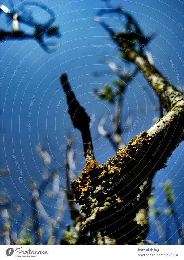 UP-UP-UP Umwelt Natur Landschaft Pflanze Himmel Wolkenloser Himmel Sommer Wetter Schönes Wetter Baum Sträucher Moos Garten Hügel Wachstum hoch blau gelb schwarz