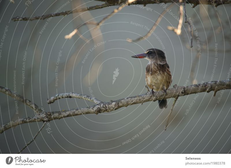 Schnabeltier Ausflug Ferne Freiheit Herbst Pflanze Baum Ast Garten Park Küste Seeufer Flussufer Tier Wildtier Vogel Tiergesicht Eisvögel 1 klein nah natürlich