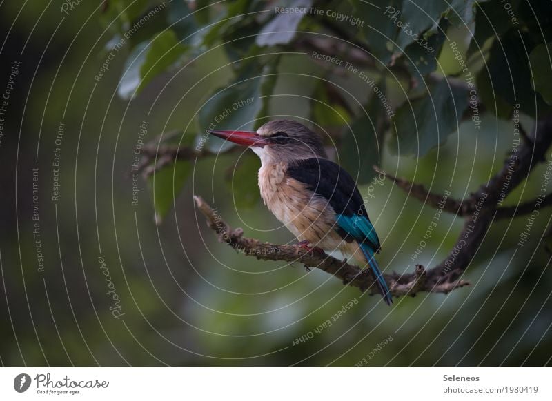 Federleicht Ausflug Freiheit Sommer Umwelt Natur Pflanze Baum Ast Garten Park Tier Wildtier Vogel Tiergesicht Flügel Eisvögel Schnabel 1 klein nah niedlich