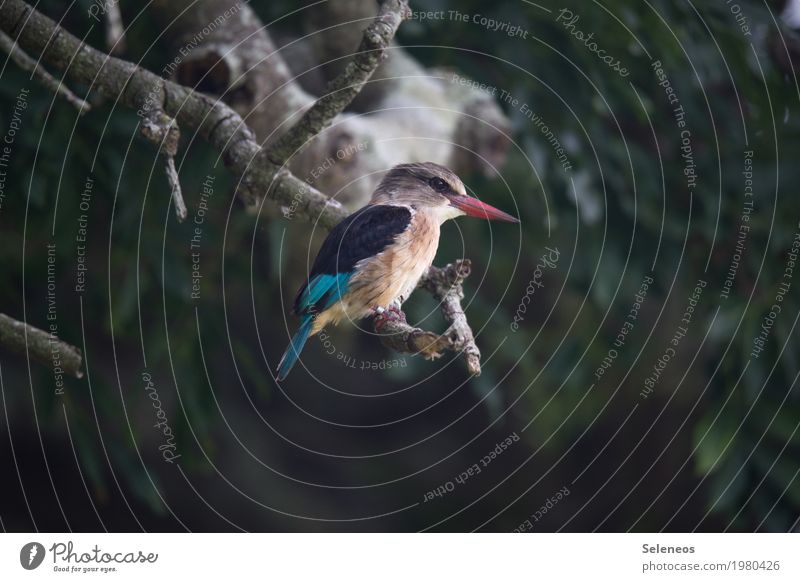 . Umwelt Natur Pflanze Baum Garten Park Wald Tier Wildtier Vogel Tiergesicht Flügel Eisvögel Schnabel 1 beobachten klein nah Farbfoto Außenaufnahme Menschenleer