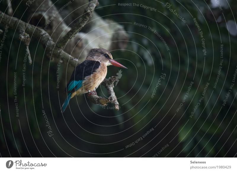 piepshow Ferien & Urlaub & Reisen Ausflug Abenteuer Ferne Freiheit Umwelt Natur Baum Garten Park Wald Tier Wildtier Vogel Tiergesicht Flügel Schnabel Eisvögel 1