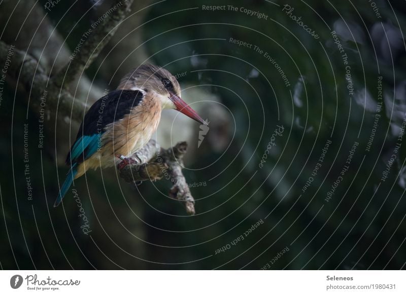 Ausschau halten Ferne Freiheit Umwelt Natur Pflanze Baum Ast Garten Park Tier Wildtier Vogel Tiergesicht Eisvögel Schnabel 1 beobachten klein nah natürlich