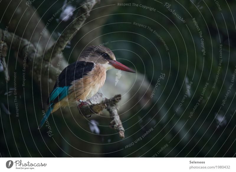 Bobby Brown Umwelt Natur Sommer Baum Ast Wald Tier Wildtier Vogel Tiergesicht Schnabel Eisvögel 1 beobachten Jagd klein nah Farbfoto Außenaufnahme Menschenleer