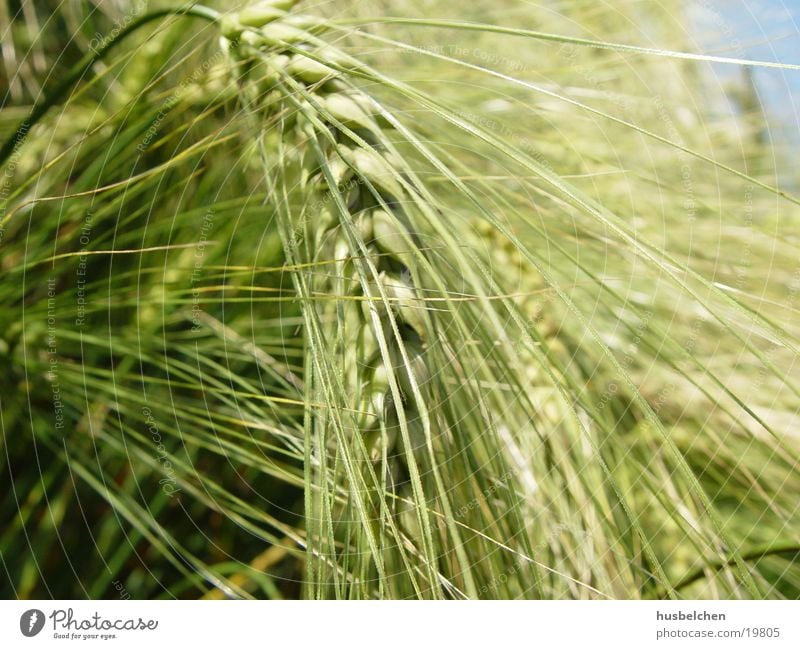 geneigte gerste Gerste Landwirtschaft Ackerbau Feld Bier Korn Getreide