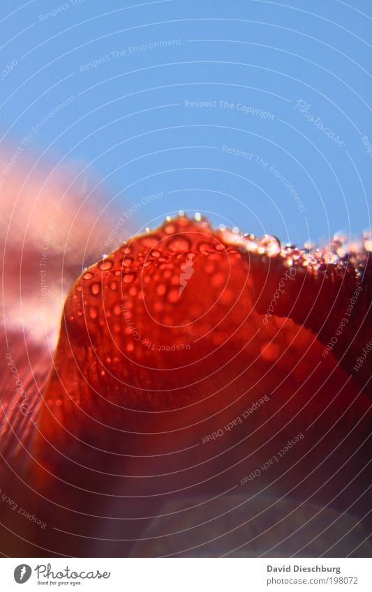 vom Regen geküsst Leben harmonisch Pflanze Wassertropfen Himmel Wolkenloser Himmel Frühling Sommer Schönes Wetter Blume Blüte blau rot Tau nass feucht