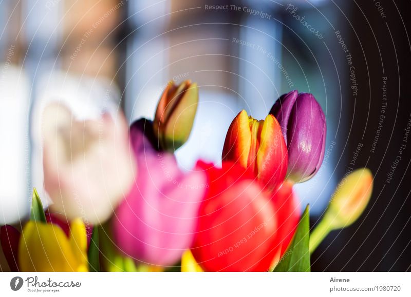 Frühling am Fenster Pflanze Blume Tulpe Blumenstrauß Blühend leuchten ästhetisch schön mehrfarbig gelb rosa rot weiß Lebensfreude Frühlingsgefühle Farbe