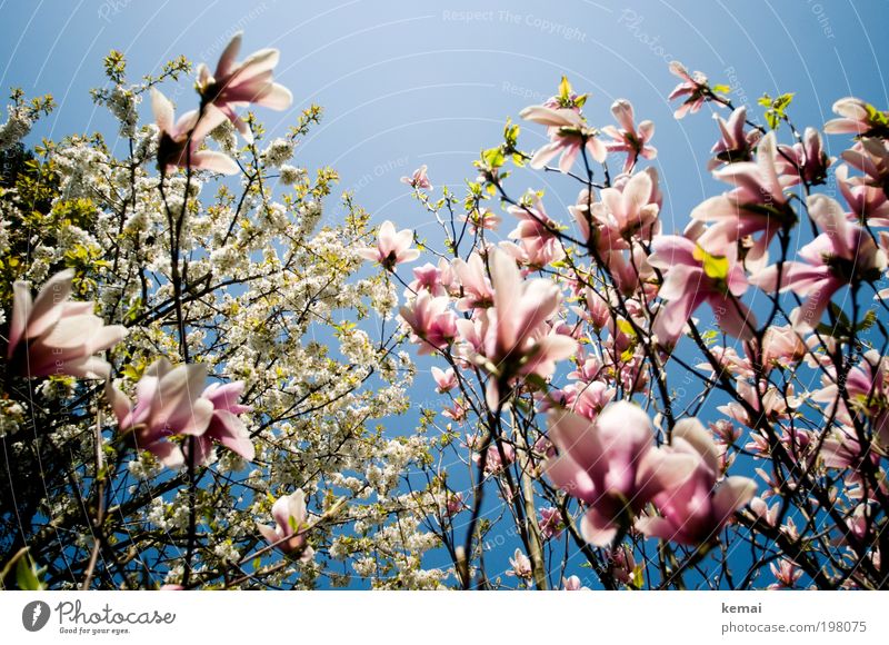 Konkurrenz-Blühen Umwelt Natur Landschaft Pflanze Himmel Wolkenloser Himmel Sonne Frühling Klima Schönes Wetter Wärme Baum Blume Blatt Blüte Grünpflanze