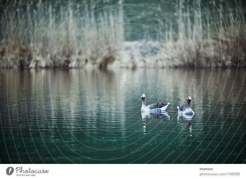 Wildgänse Lebensmittel Ernährung Bioprodukte Freizeit & Hobby Jagd Jäger Umwelt Natur Wasser Frühling Herbst Seeufer Wildtier Vogel Gans Wildgans 2 Tier