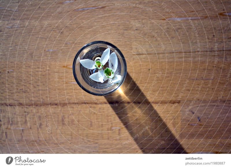 Ein bißchen Frühling Garten Schrebergarten Stadtleben Vorstadt Blume Blüte Blütenblatt Schneeglöckchen Vogelperspektive Glas Vase Wasser Tisch Holz Sonne Licht