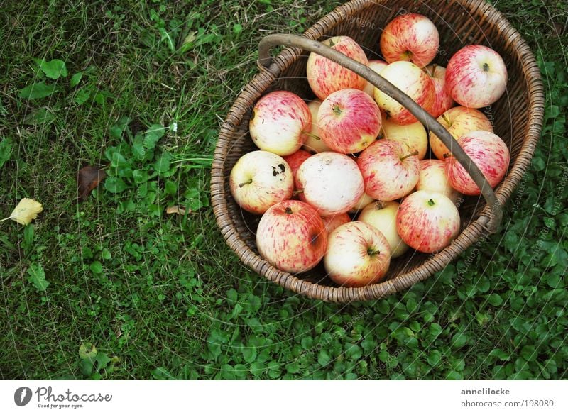 Alles Bio Lebensmittel Frucht Apfel Ernährung Bioprodukte Vegetarische Ernährung Korb Sommer Häusliches Leben Garten Erntedankfest Umwelt Natur Herbst Gras Park