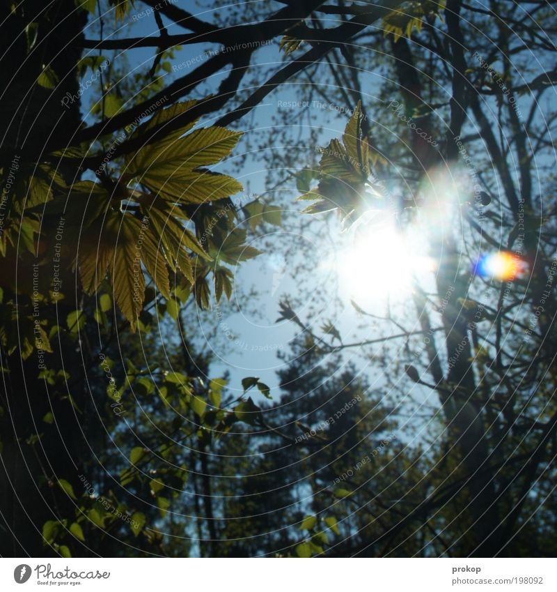 Junge Flora Umwelt Natur Pflanze Himmel Wolkenloser Himmel Sonne Sonnenlicht Frühling Sommer Wetter Schönes Wetter Baum Wald Wachstum natürlich Gefühle Stimmung