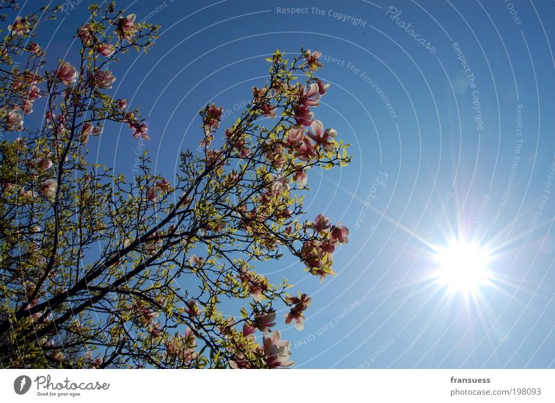 Tulpen am Baum Natur Pflanze Luft Himmel Wolkenloser Himmel Sonne Sonnenlicht Frühling Schönes Wetter Frühlingsgefühle Warmherzigkeit Glück Idylle Lebensfreude