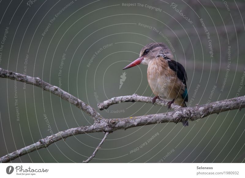 Hans Ausflug Freiheit Umwelt Natur Baum Küste Tier Wildtier Vogel Tiergesicht Eisvögel 1 nah Farbfoto Außenaufnahme Menschenleer Schwache Tiefenschärfe