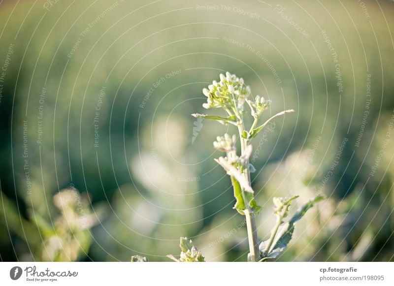 im Grünen Natur Pflanze Sonnenlicht Frühling Sommer Schönes Wetter Nutzpflanze Wiese Feld Blühend natürlich grün Lebensfreude Geborgenheit Warmherzigkeit