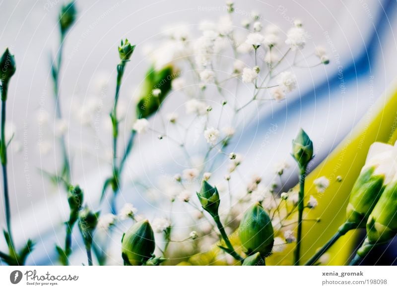 April Umwelt Natur Pflanze Frühling Sommer Blume Gras Sträucher Blüte Grünpflanze blau grün rosa weiß Farbfoto mehrfarbig Innenaufnahme Nahaufnahme