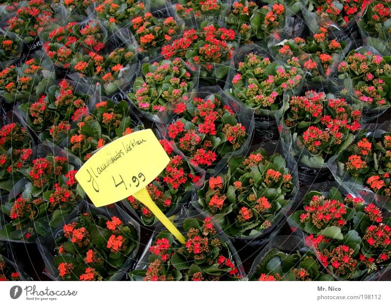 5 euro Pflanze Blume Garten gelb grün rot Preisschild Billig sonderangebot Gärtnerei Blumenladen Werbung frisch Natur Wochenmarkt Marktplatz Blüte teuer