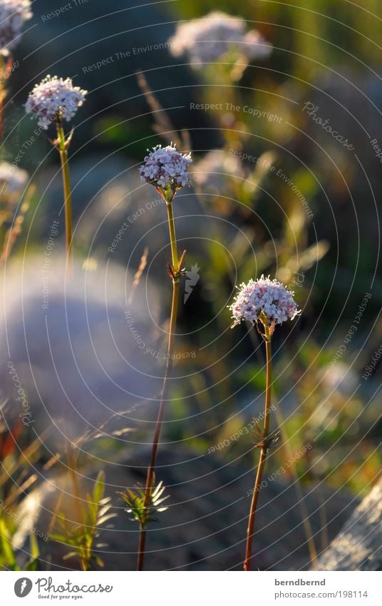 Sommer Umwelt Natur Landschaft Pflanze Schönes Wetter Blume Blüte Wildpflanze Küste Fjord beobachten Erholung Blick frisch schön Wärme Stimmung Frühlingsgefühle