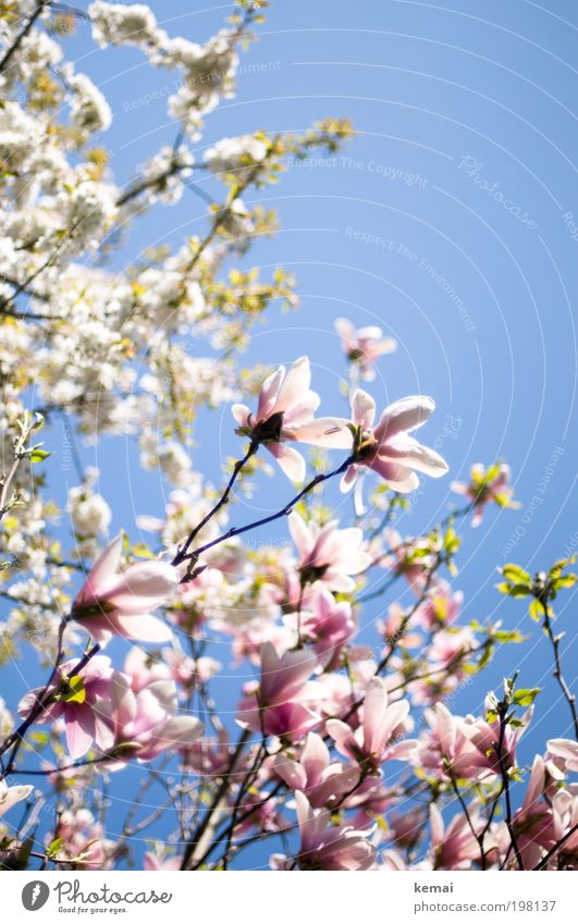 Konkurrenz-Blühen (II) Umwelt Natur Pflanze Himmel Wolkenloser Himmel Sonne Sonnenlicht Frühling Sommer Schönes Wetter Wärme Sträucher Blüte Nutzpflanze