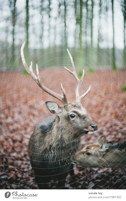 Hirsch Freizeit & Hobby Jagd Wald Tier Wildtier Zoo Hirsche Damwild Horn 1 Natur Farbfoto Außenaufnahme Menschenleer Textfreiraum links Textfreiraum rechts