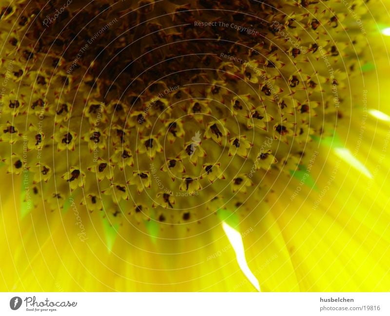 blüten in der blüte Sonnenblume Blüte Staubfäden Kerne Nektar