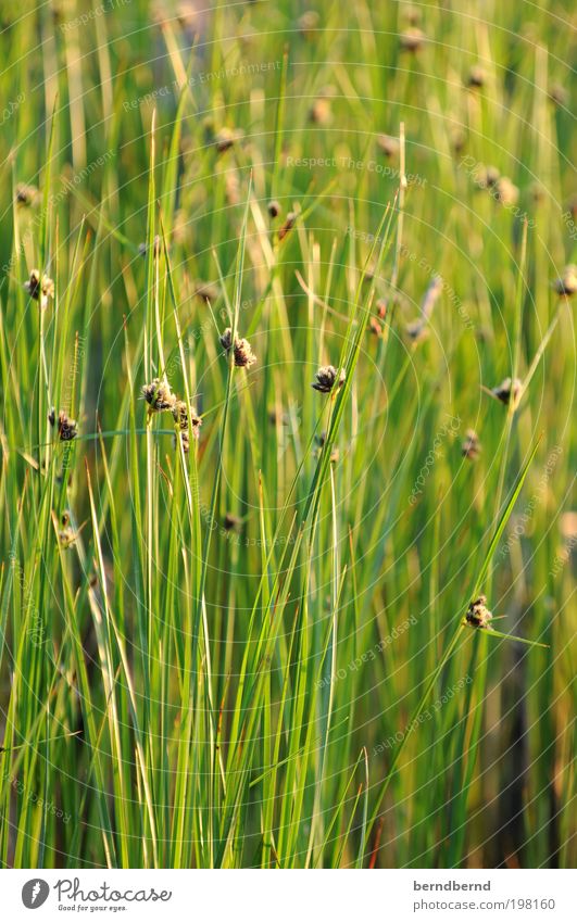 Schilf Sommer Sonne Meer Natur Landschaft Pflanze Sonnenlicht Blume Gras Blüte Grünpflanze Wildpflanze Seeufer hell Wärme grün Stimmung ruhig Erholung