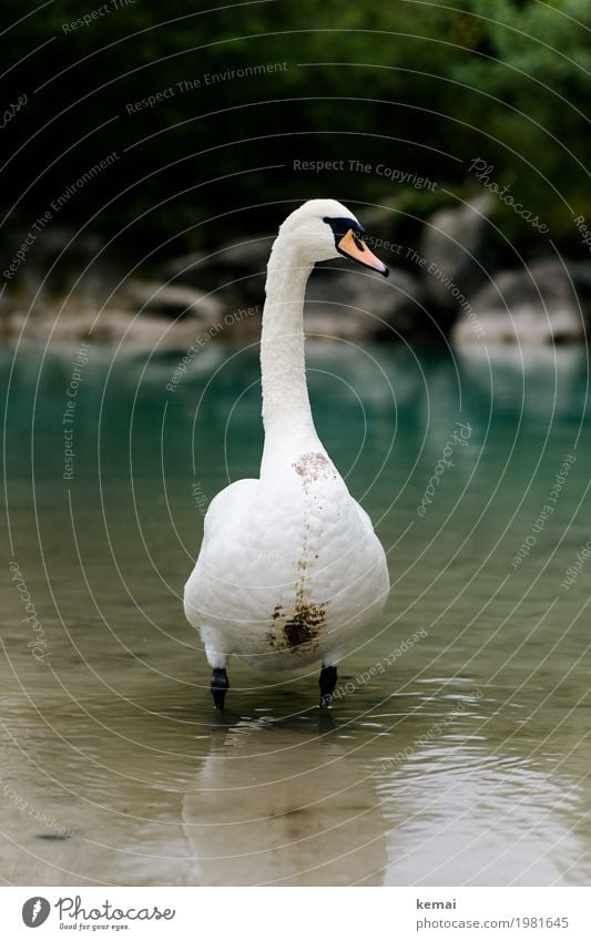 König des Flusses Ausflug Abenteuer Umwelt Natur Tier Wasser Seeufer Flussufer Bach Wildtier Schwan Tiergesicht 1 Blick stehen authentisch dreckig groß grün