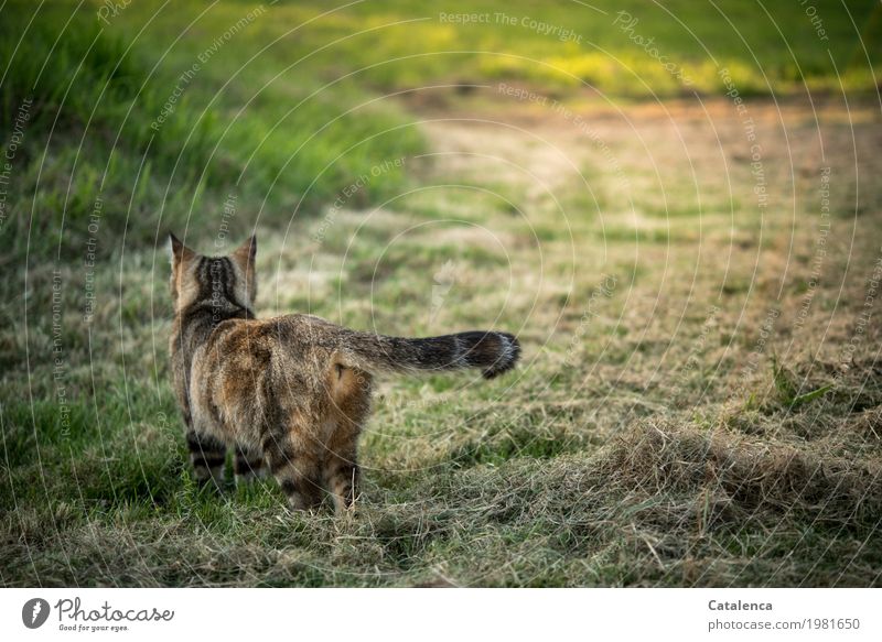 Auf Mäusesuche, Katze auf Wiese Jagd Natur Pflanze Tier Sommer Schönes Wetter Gras Haustier 1 beobachten gehen ästhetisch elegant Erfolg braun gelb gold grün