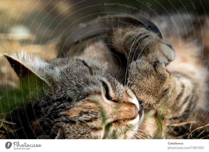 Verspielt, junges Tigerkätzchen Sonnenaufgang Sonnenuntergang Sonnenlicht Sommer Schönes Wetter Gras Wiese Katze 1 Tier Erholung genießen liegen