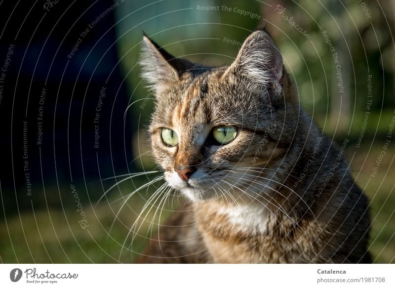 Ausschau halten, Katzenportrait Natur Pflanze Tier Sommer Schönes Wetter Baum Gras Garten Wiese Tiergesicht 1 beobachten sitzen schön braun gold grün schwarz